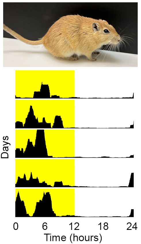 The diurnal sand rat. The sand rat retains diurnality under lab conditions, as its activity hours are restricted, almost completely, to the light phase